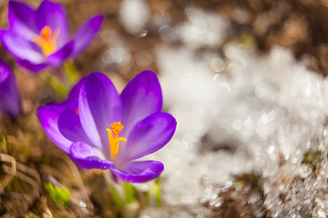 beautiful spring crocus flower on background image