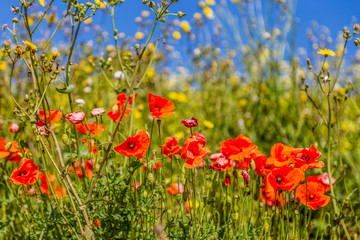 Poppies on the meadow