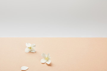 few white jasmine flowers on beige background