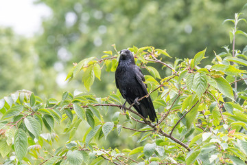 Closeup of a beautiful Carrion Crow (Corvus corone)