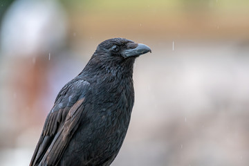 Closeup of a beautiful Carrion Crow (Corvus corone)