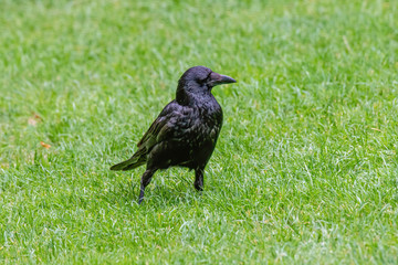 Closeup of a beautiful Carrion Crow (Corvus corone)