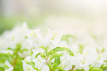 Close-up of fresh white flower in garden