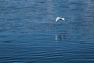 Fototapeta premium Gabbiani