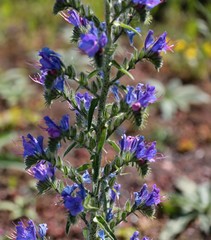 Fiori