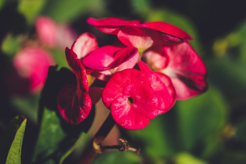 Macro Photography. Colorful flowers in bloom