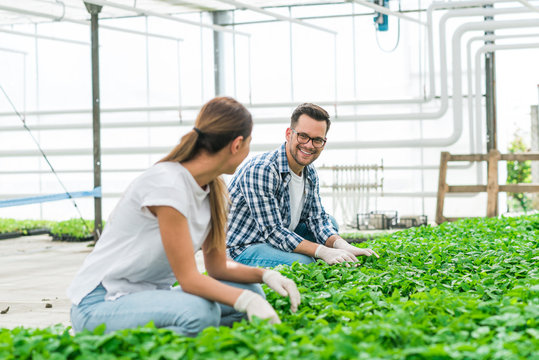 Two young people working in hydroponic farm.