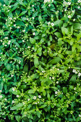 Macro Photography. Colorful flowers in bloom