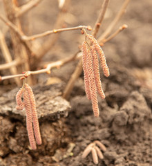 Hazelnut flowers on a tree branch