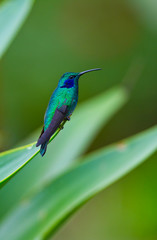 Colibri, Savegre River Valley, San Gerardo de Dota Village, Los Quetzales National Park, Talamanca Range, Costa Rica, Central America, America