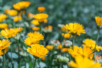 Bright yellow flowers which are called calendula in the field with a blurred background