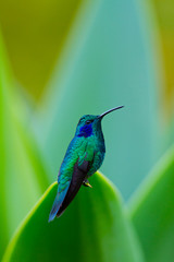 Colibri, Savegre River Valley, San Gerardo de Dota Village, Los Quetzales National Park, Talamanca Range, Costa Rica, Central America, America