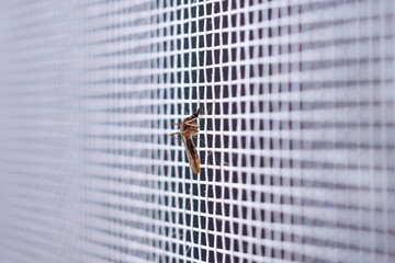 mosquito on insect net wire screen close up on house window