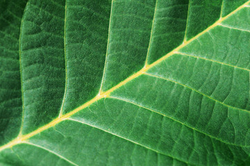 Macro shot of a walnut tree leaf for background. Clear texture with yellow veins