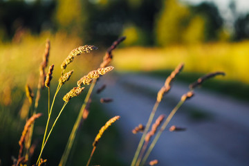 A rural country road in the summer, with a meadow around