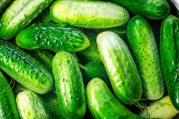 cucumbers in banks, canning process for the winter