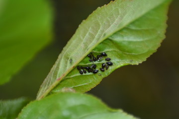 Aphid´s  on leaf with plenty of space for text in green nature