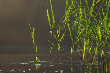 A lake and reeds in a beautiful sunset, picture taken from the water