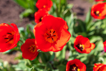 Fototapeta na wymiar Tulip flowers grow in the park