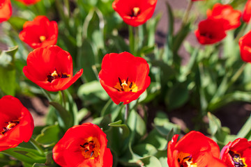 Tulip flowers grow in the park