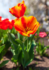 Obraz na płótnie Canvas Tulip flowers grow in the park