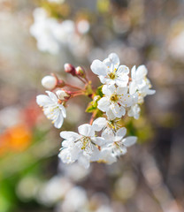 Flowers on a fruit tree in the park