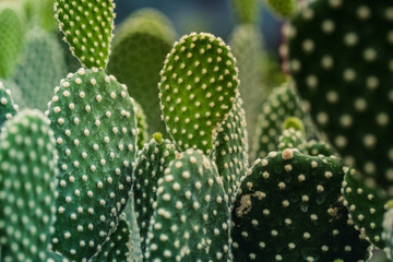 Macro Photography. Colorful flowers in bloom