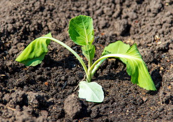 Cabbage seedling in the ground in spring