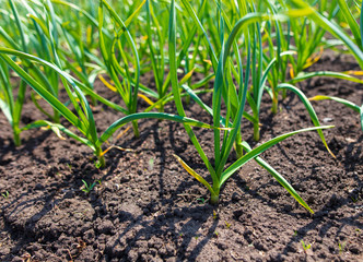 Green garlic in the soil in spring