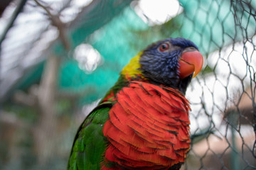 colorful parrot on a branch