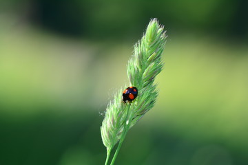 A black Ladybird with red points on plant in green nature