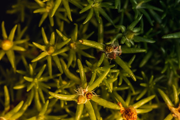 Macro Photography. Colorful flowers in bloom