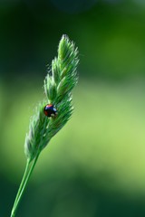 Black Ladybird with red points on plant in  nature