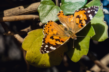 Macro Photography. Colorful flowers in bloom