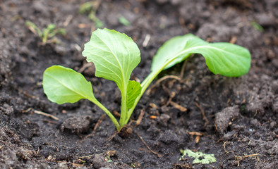 Cabbage seedling in the ground in spring