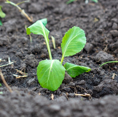 Cabbage seedling in the ground in spring