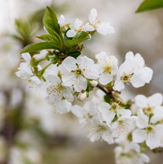 Flowers on a fruit tree in the park