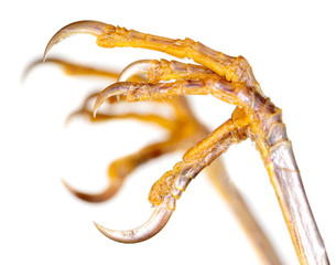 Claws on bird's paws on a white background