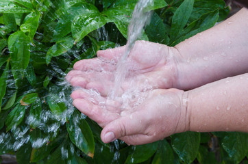 Pouring water in woman`s hands against green juicy leaves
