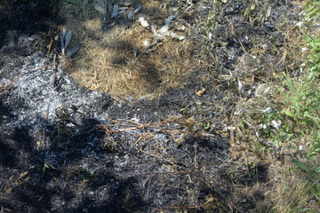ashes of burnt grass in the field in summer