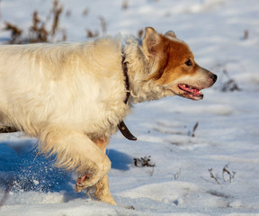 The dog runs through the snow in winter