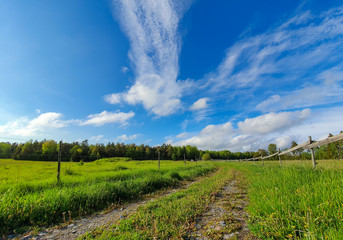 Colorful Swedish summer fields and forest with clear blue sky. Swedish nature in summer.