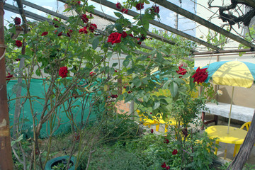 red roses yellow tables and chairs in the yard in summer