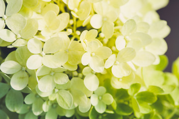 Macro Photography. Colorful flowers in bloom