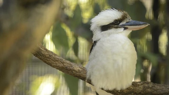 Laughing Kookaburra amongst nature during the day