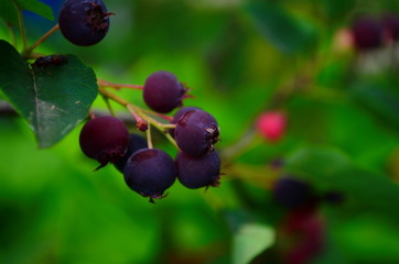 The ripened fruits of shadberry on a branch