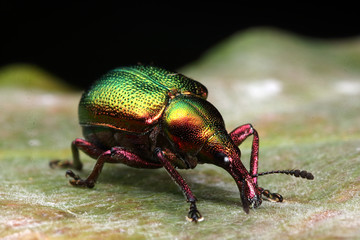 Rhynchites auratus la leaf