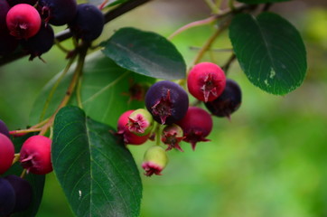 The ripened fruits of shadberry on a branch