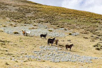 wild horses roaming the empty prairie under an expressive blue and cloudy sky