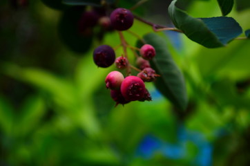 The ripened fruits of shadberry on a branch